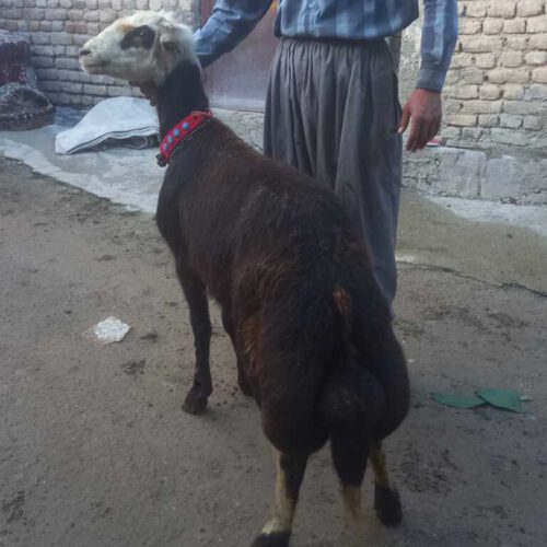 بره‌قوچ