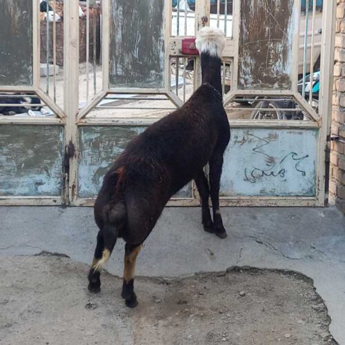 بره‌قوچ