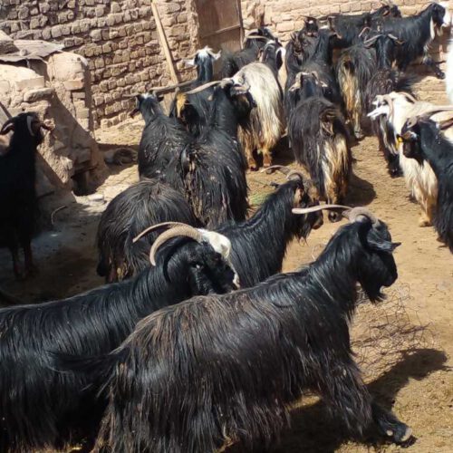نربز وبز