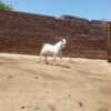 نربز وبز