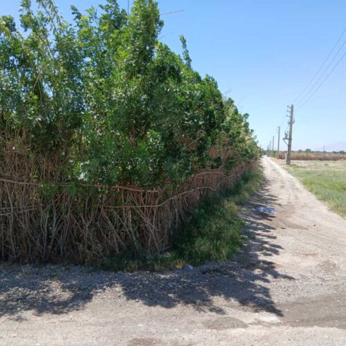 1400متر زمین باغی