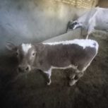 گوساله