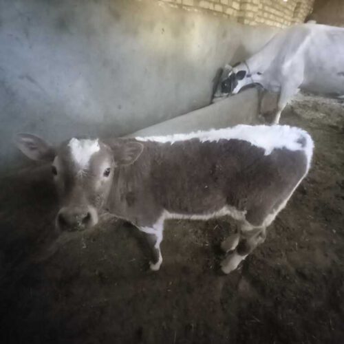 گوساله