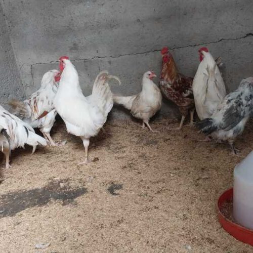 فروش خروس گلین