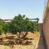 فروش باغ ویلا