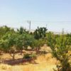 فروش باغ ویلا