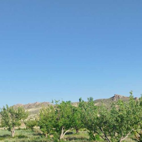 باغ 2500 متری در سمیرم حاجی آبادخوش آب و هوا