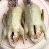 فروش اردک محلی پاک شده
