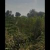 زمین کشاورزی