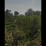زمین کشاورزی