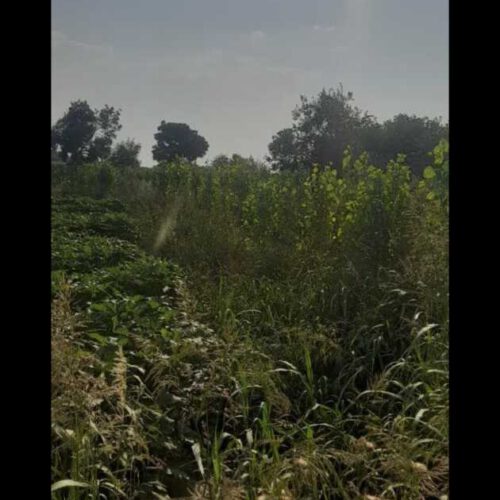 زمین کشاورزی