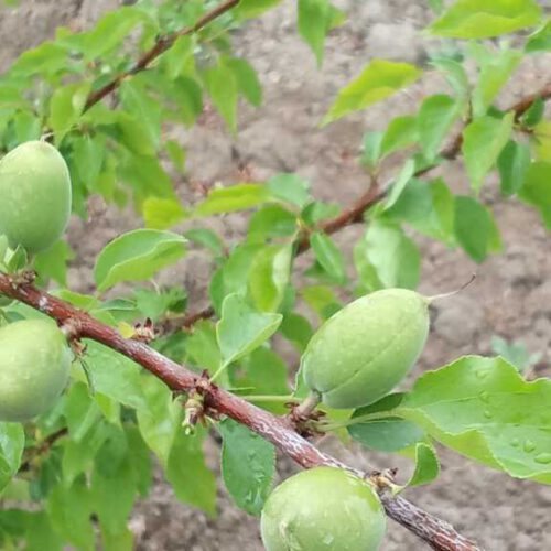 باغ چهار دیواری 500متر