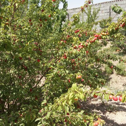 باغ چهار دیواری 500متر