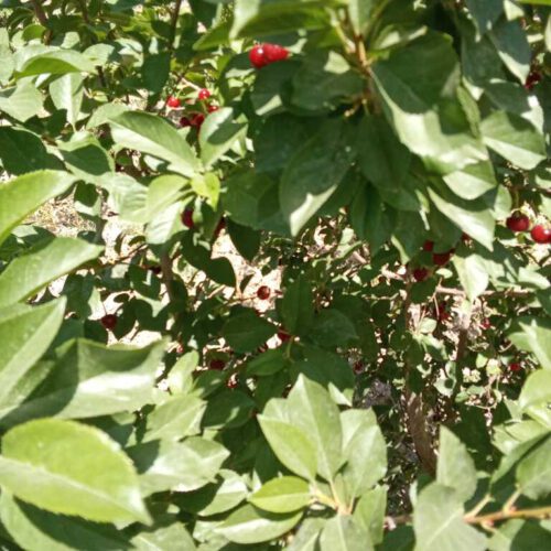 باغ چهار دیواری 500متر