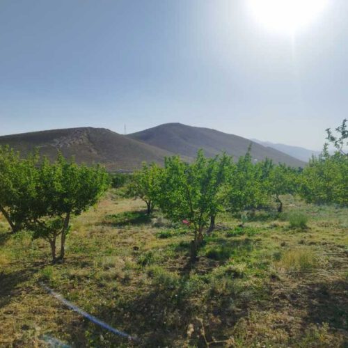 باغ 2500 متری در سمیرم حاجی آبادخوش آب و هوا
