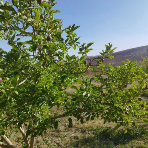 باغ 2500 متری در سمیرم حاجی آبادخوش آب و هوا