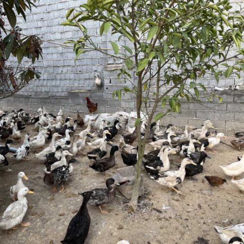 فروش اردک بالای 2 کیلو