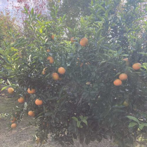 2000 متر باغ تامسون و نارنگی ژاپنی جاده دریا