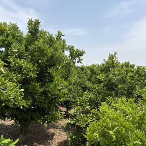 2000 متر باغ تامسون و نارنگی ژاپنی جاده دریا