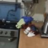 تک خوابه فول در کیسون