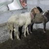 فروش گوسفندنر