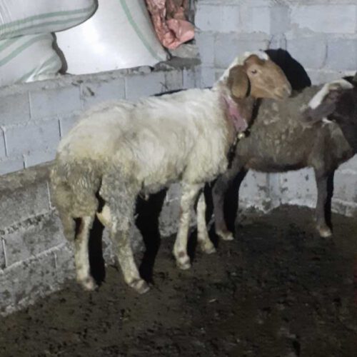 فروش گوسفندنر