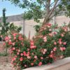 باغچه ویلا 500 متری