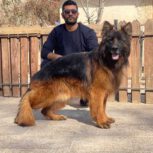 سگ ژرمن شپرد شولاین نگهبان