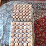 فروش تخم مرغ