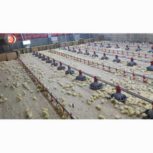 فروش ملک صنعتی مزرعه شترمرغ پرواری مرغداری