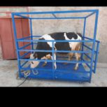 باسکول گوساله کش