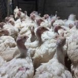 فروش جوجه بوقلمون بیوتی 6اصل 40روزه