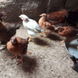 فروش جوجه محلی گلپایگانی