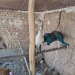 طاووس مصری
